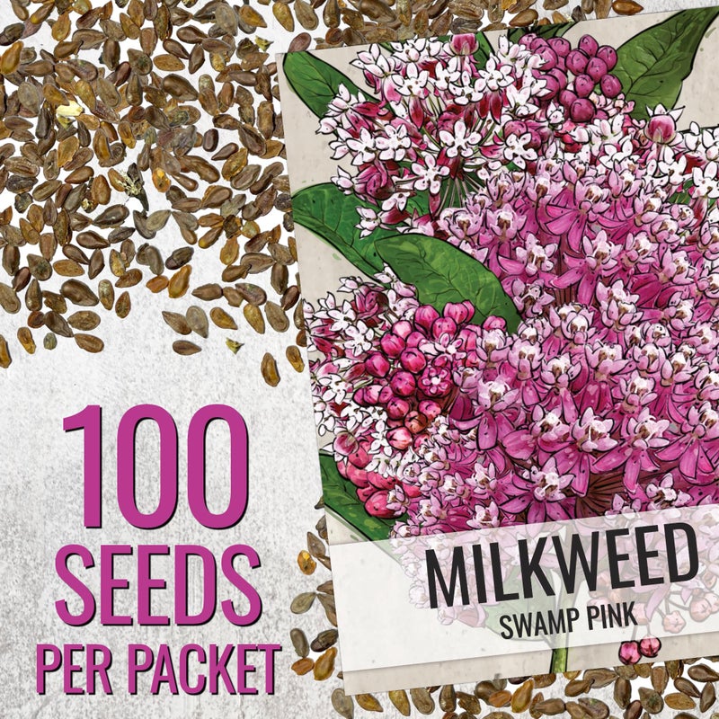 Seed Needs Pink Swamp Milkweed Seeds for Planting - Heirloom & Untreated - Grow a Butterfly Garden to Attract Monarch Butterflies & Pollinators (2 Packs) - Image 2